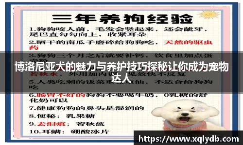 博洛尼亚犬的魅力与养护技巧探秘让你成为宠物达人